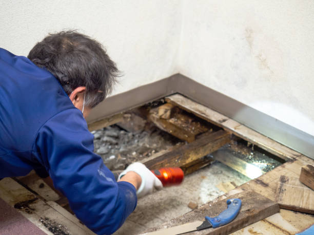 Best Mold Cleaning Services  in North Kingsville, OH