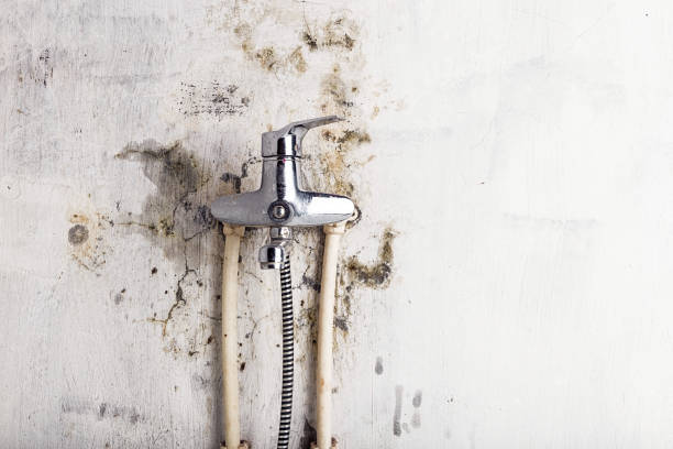 Best Home Mold Removal  in North Kingsville, OH