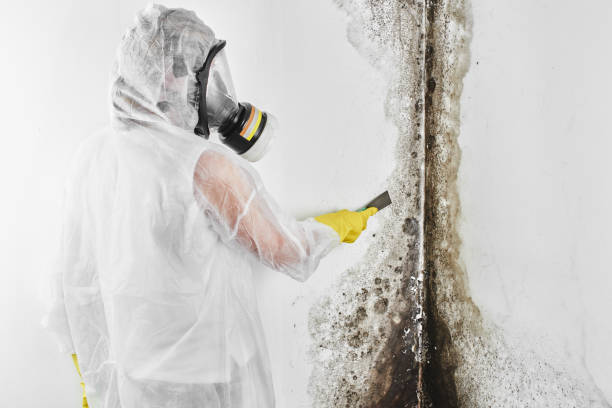 Certified Mold Removal in North Kingsville, OH