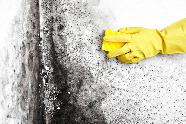 Best Fast Mold Removal  in North Kingsville, OH