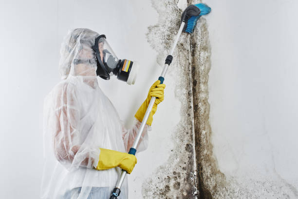 Best Fast Mold Removal  in North Kingsville, OH