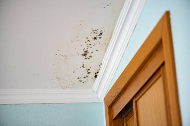 Home Mold Removal in North Kingsville, OH