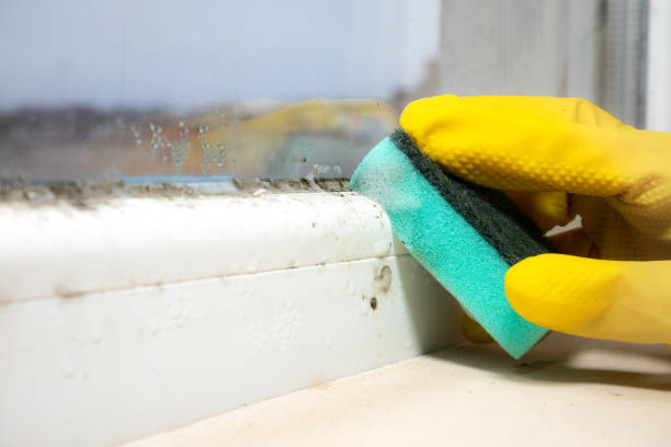 Best Black Mold Removal  in North Kingsville, OH