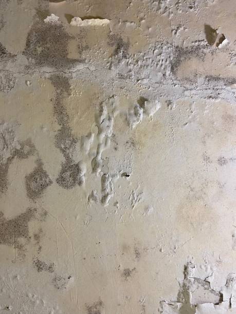 Best Attic Mold Removal  in North Kingsville, OH