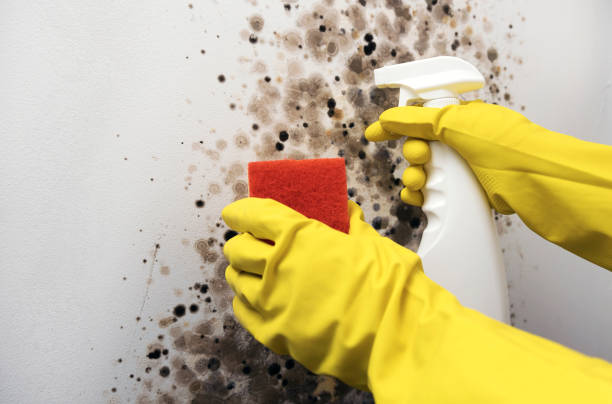 Best Local Mold Removal Service  in North Kingsville, OH