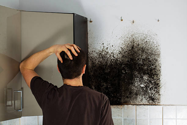 Best Toxic Mold Removal  in North Kingsville, OH