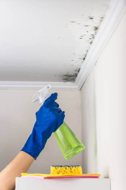 Mold Removal Process in North Kingsville, OH