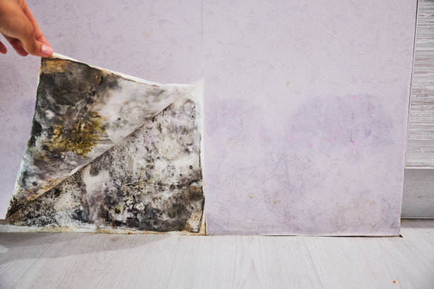 Water Damage Restoration in North Kingsville, OH